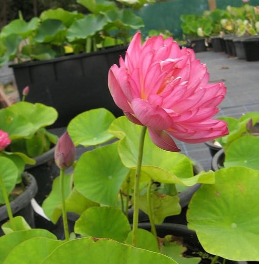 20 Pcs Japanese Bonsai Lotus Seeds Pack of 1